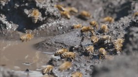 Bees drink water from wet soil and puddle on sunny summer day. This video captures  world of bees, perfect for nature enthusiasts, environmental projects and educational content