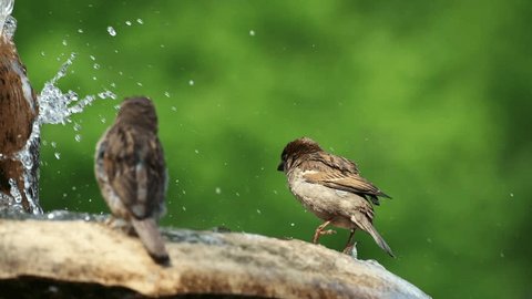 A house sparrow bathes in a fountain and drinks water. A small bird escapes from the hot weather in the city. The sparrow catches splashes with its tongue. bird watching: film stockowy