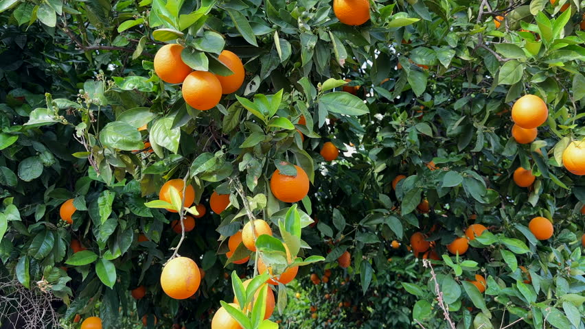 Orange mandarin tree. Orange fruit farm field. Vibrant orange citrus fruits in garden. Mandarin trees at farm plantation cultivated in Mediterranean. Harvest season in Spain. Citrus Tangerine plant. Royalty-Free Stock Footage #1105718467