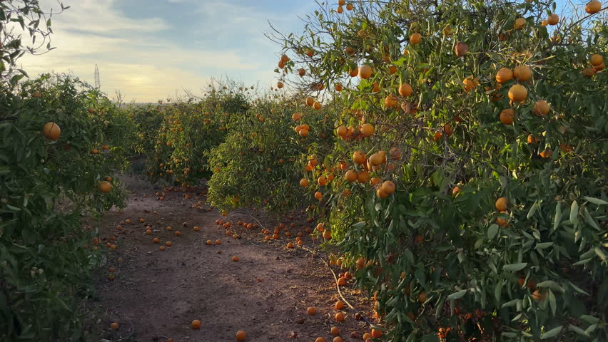Orange Groves and mandarin tree. Orange fruit farm field. Sweet Orange citrus fruits in garden. Mandarin trees at plantation cultivated. Harvest season in Spain Grove. Citrus Tangerine plant.
 Royalty-Free Stock Footage #1105718575