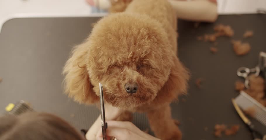 Groomer combs hair of small cute puppy poodle. The amusing canine sat calmly at the grooming salon or veterinary clinic. Cute poodle dog getting haircut. Royalty-Free Stock Footage #1105719857