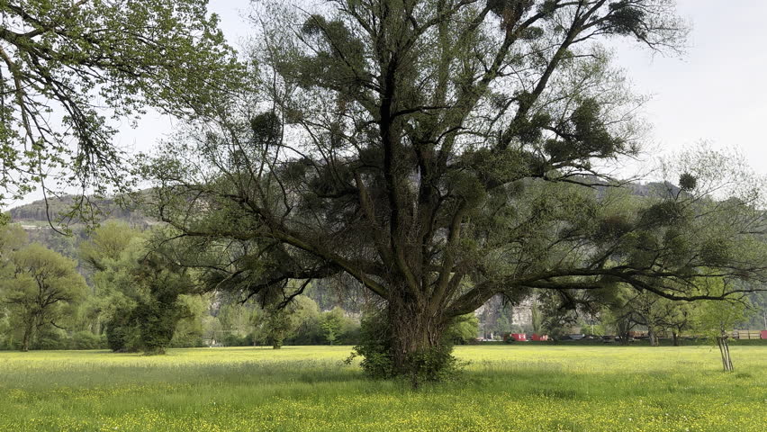 Giant tree in the middle of yellow flowers field. Switzerland. Static view