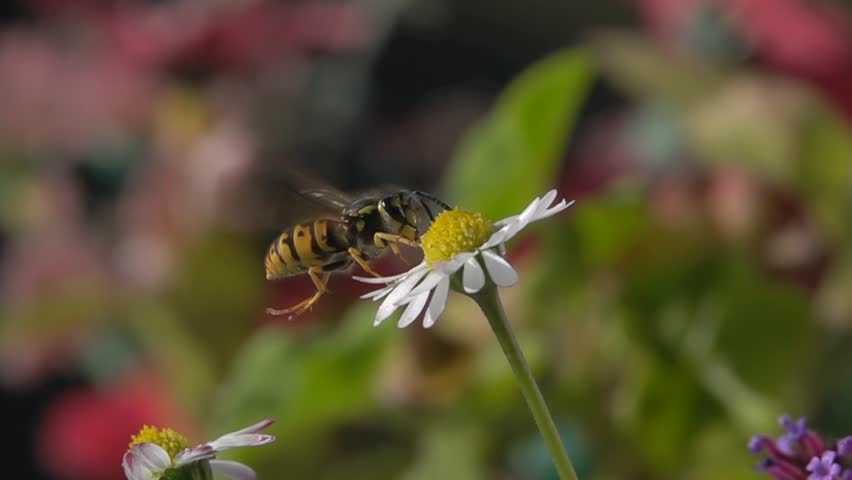Bee wasp Flying on Flower. closeup view. Slow-motion. daisy flower Royalty-Free Stock Footage #1105729281