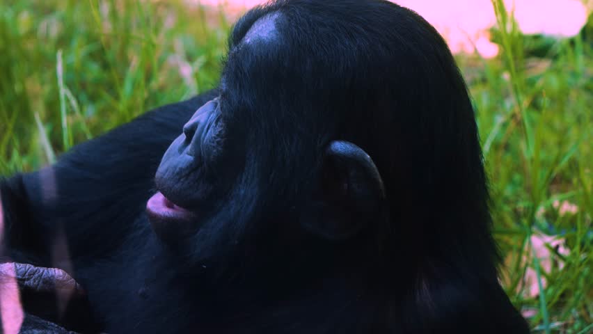 A Bonobo turning his head
