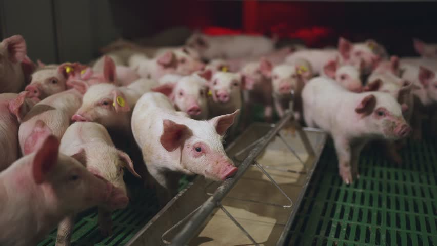 Small piglets eat, piglets eat on a pig farm, a pen of small piglets, a pig farm Royalty-Free Stock Footage #1105736549