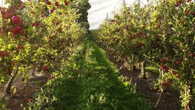 Flying in apple orchard, France. Ripe red apples ready to pick at harvest time. Cultivar Braeburn. - Powered by Shutterstock - Get 15% off with code: PIKWIZARD15