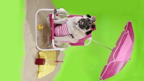 Funny, cute pug dog in a swimsuit on the beach under the sun umbrella, sunbathe, beach stuff. Funny dog summer vacation, travel concept. Pet at summer sunny beach. Green screen, vertical view