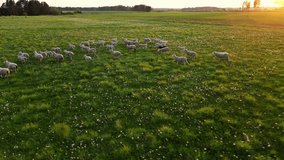 Flock of sheep grazing in the green meadow with sunset. Flock of sheep moving forward on the grassland pasture. One black sheep. Shepherds lead animals along paths to graze. Sheeps on hills - Powered by Shutterstock - Get 15% off with code: PIKWIZARD15