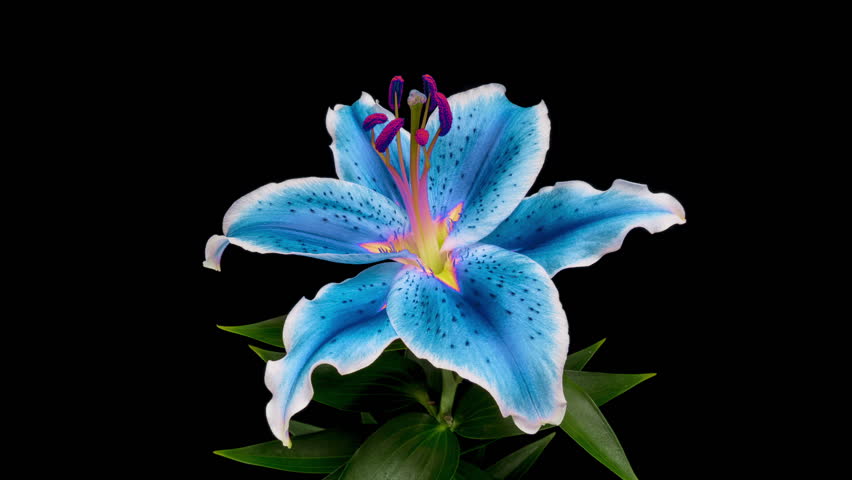 Amazing colourul Lily flower bud opening time lapse, close up, isolated on black background. 4K UHD video