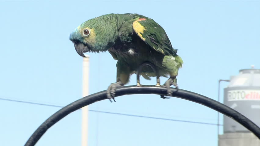 Turquoise-fronted Amazon (Amazona aestiva), also known as the Blue-fronted Parrot in a House in San Juan Province, Argentina. Close Up.