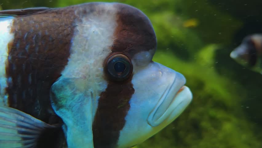 A Close up of a Humphead cichlid fish slowly swimming by. | Shutterstock HD Video #1105741227