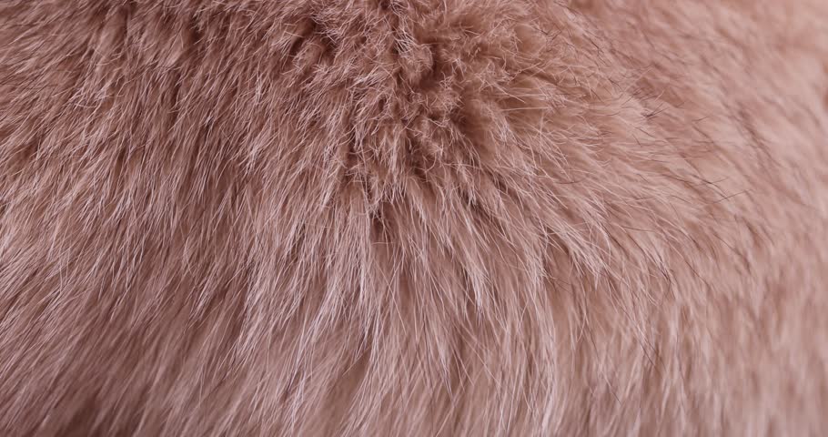 part of a fur coat made of natural beige arctic fox fur, a close-up of arctic fox fur used in the manufacture of clothing Royalty-Free Stock Footage #1105742325