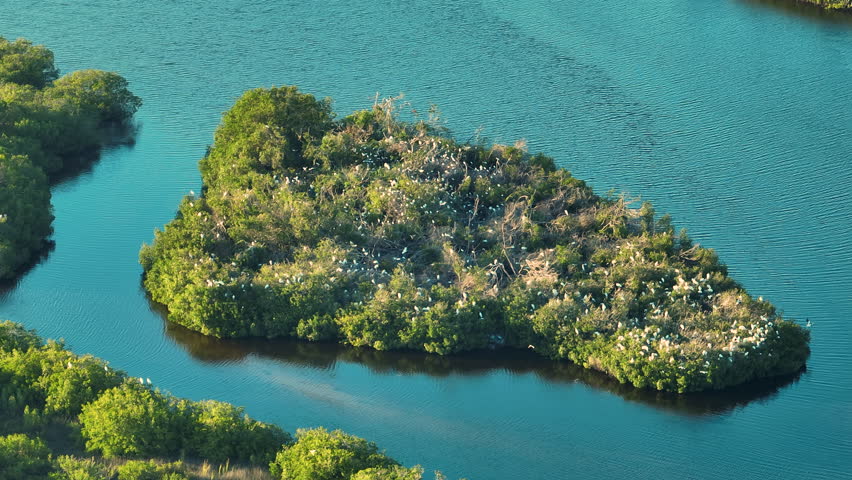View from above of Florida wetlands with flocks of white egret and heron birds on green swamp vegetation between sea waters. Wildlife in protected natural habitat