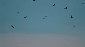 Bird crows gather in the blue sky. Young crows learn to fly in the summer. Videos.