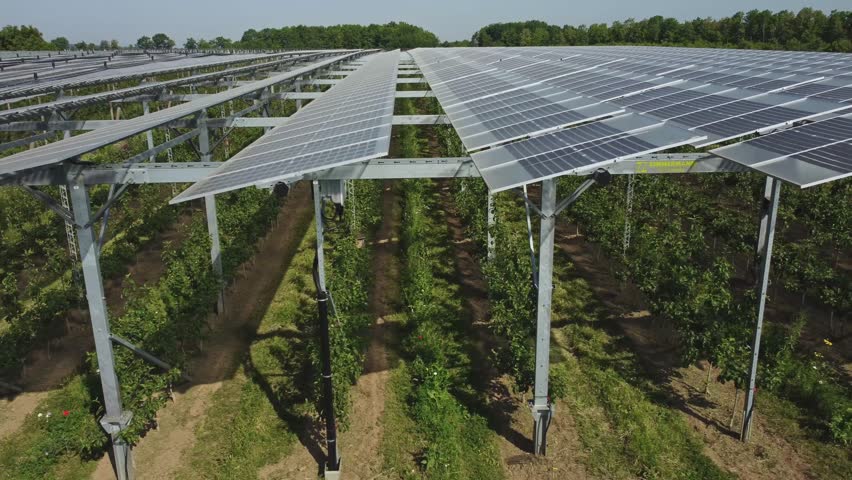 Crops Growing Under The Solar Panel - Agrivoltaics System - aerial sideways close Royalty-Free Stock Footage #1105747489