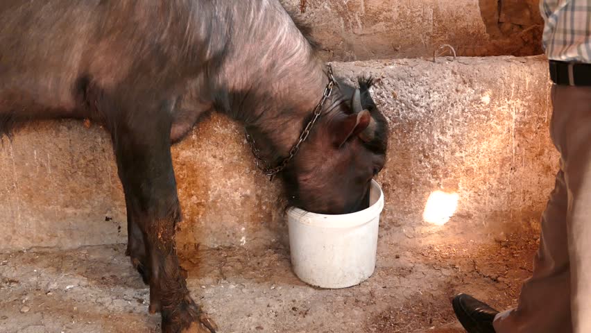 a pet buffalo is drinking water from a bucket,