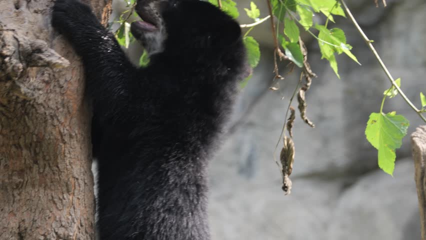 4K Andean Bear Cub Climbing a Tree Royalty-Free Stock Footage #1105750813