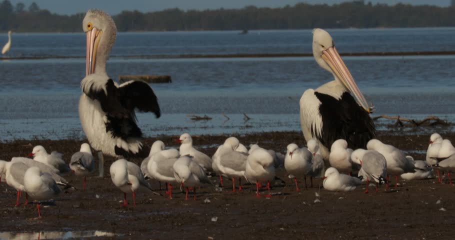 Pair of preening Pelicans (Pelecanus conspicillatus), amidst seagulls with Great White Heron behind. Sand bar, Lake, Mangroves. Natural habitat, Biodiversity, Peaceful. Lake Illawarra. Australia.