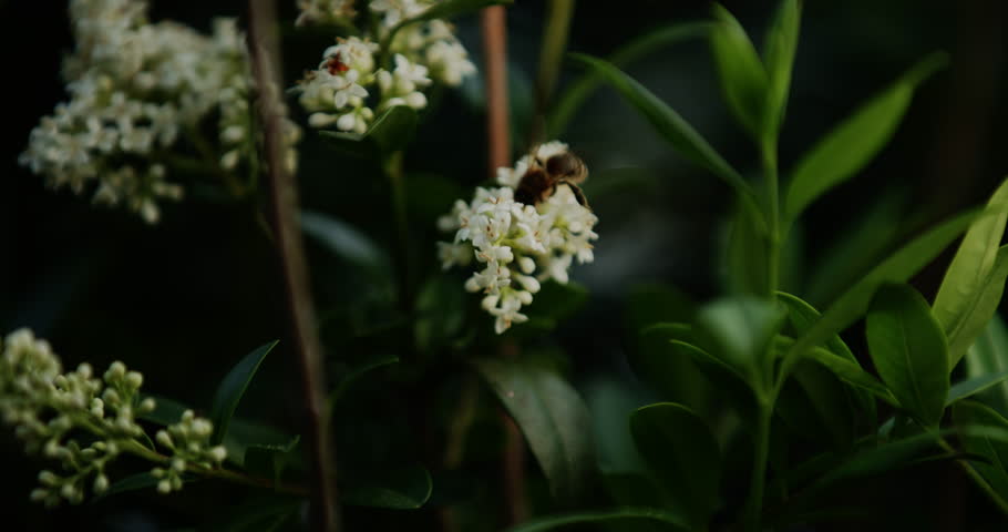 The close-up captures a bee perched on small white flowers, delicately collecting nectar.