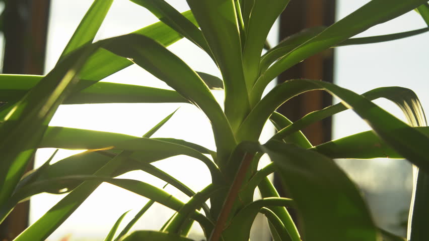 LENS FLARE, DOF: Last rays of sun shine through green leaves of yucca houseplant. Beautiful tropical potted plant thriving in home jungle. Close up view of yucca plant with leafage in shape of sword. Royalty-Free Stock Footage #1105753123