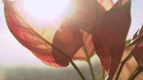 LENS FLARE, MACRO: Incredible vein pattern of pink and green aglaonema leaves. Golden evening sunbeams shining through upright leafage of exotic and beautiful potted plant aglaonema pink anyamanee. - Powered by Shutterstock - Get 15% off with code: PIKWIZARD15