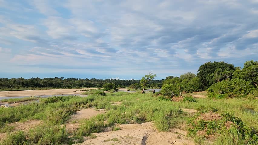 Distant bush elephant wandering through Kruger national park savannah, South Africa conservation grassland