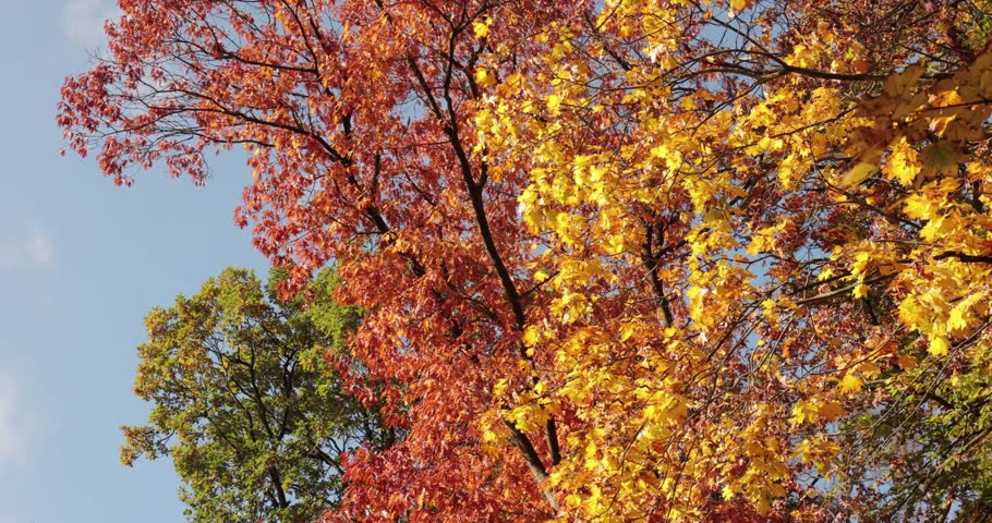 Colorful autumn leaves on tall tree tops in fall