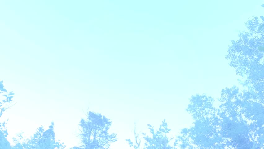 Dusk to dawn star trails around the Polaris, the north star with the forest silhouette in the foreground - zoom out time lapse reveal