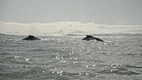 Slow motion of two big adult humpback whales surfacing and diving with tail