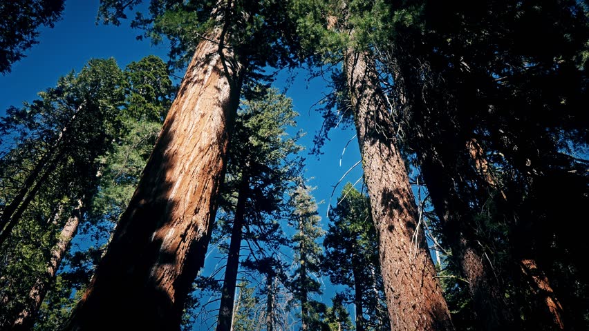 Old sequoia trees in the Sequoia National Park, California Royalty-Free Stock Footage #1105757113
