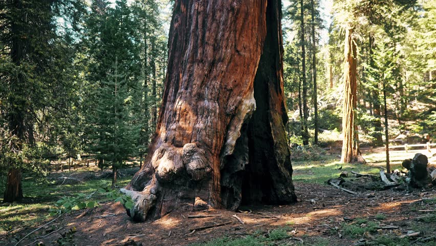 Old sequoia trees in the Sequoia National Park, California Royalty-Free Stock Footage #1105757117