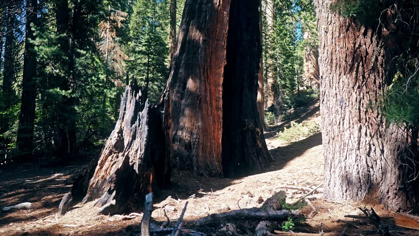 Old sequoia trees in the Sequoia National Park, California Royalty-Free Stock Footage #1105757119
