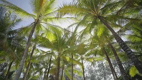 palm trees against sky sunlight. Beach summer tropical island. Coconut palm trees bottom view sky No people. Video Slow motion. B roll, insert.. 