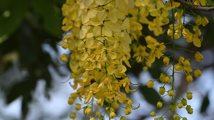 Colorful yellow cassia fistula flower bunch bloom hanging on tree branch,  National flower of Thailand ( Golden shower, Indian laburnum, Pudding-pine  tree, Purging Cassia) Stock Photo