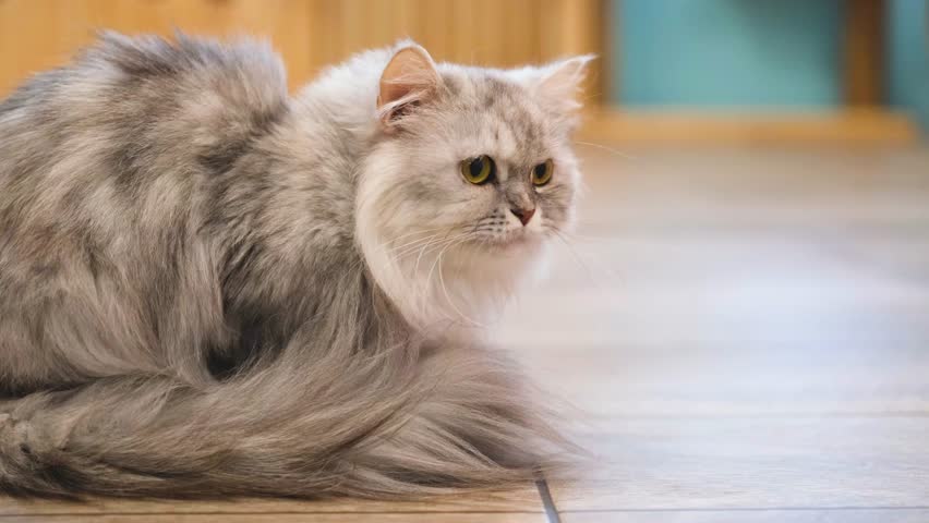 Gray and white Persian cat on wooden floor in house Royalty-Free Stock Footage #1105763377
