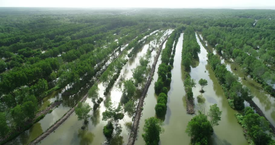 Ca Mau, Vietnam image from above the blue wooden boat floating on the water between the trees, the majestic and beautiful scene of Vietnam's mangroves