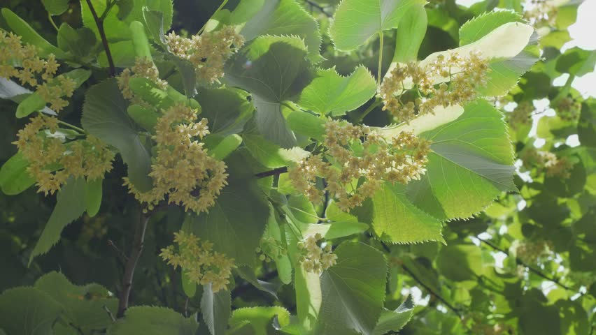 Blooming linden trees on a June sunny day, linden flowers - close up shot. Royalty-Free Stock Footage #1105766649