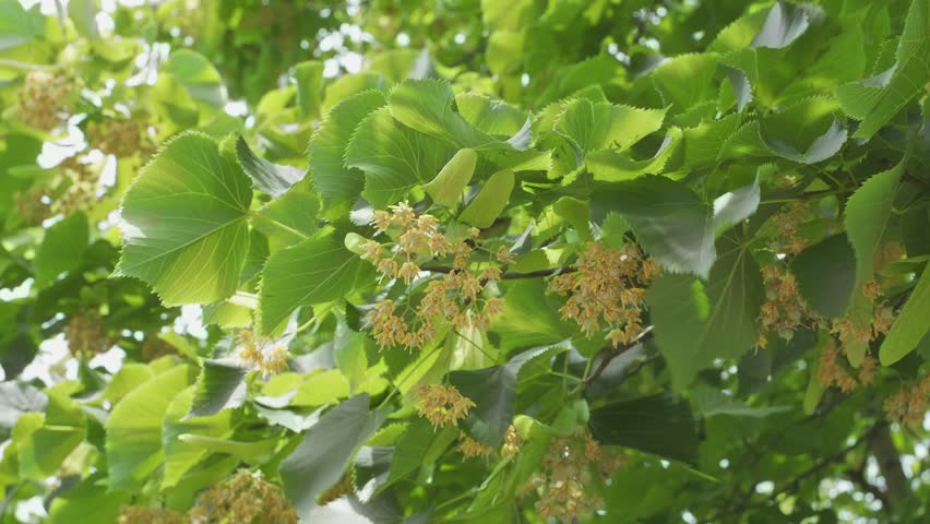 Blooming linden trees on a June sunny day, linden flowers - close up shot. Royalty-Free Stock Footage #1105766651