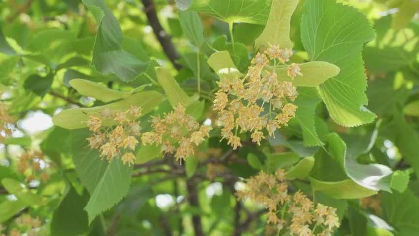 Blooming linden trees on a June sunny day, linden flowers - close up shot. Royalty-Free Stock Footage #1105766653