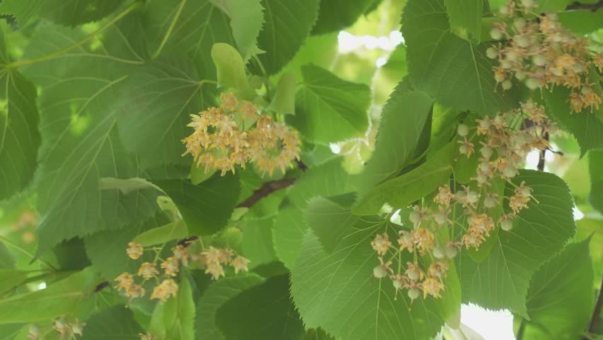 Blooming linden trees on a June sunny day, linden flowers - close up shot. Royalty-Free Stock Footage #1105766655
