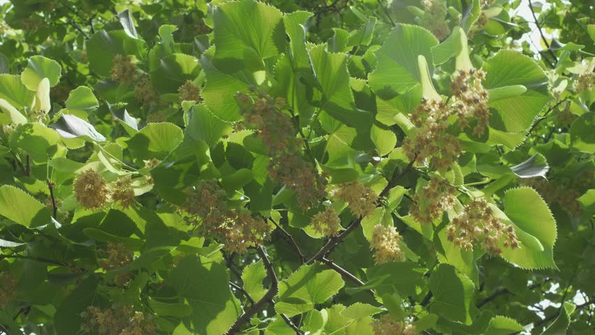 Blooming linden trees on a June sunny day, linden flowers - close up shot. Royalty-Free Stock Footage #1105766657