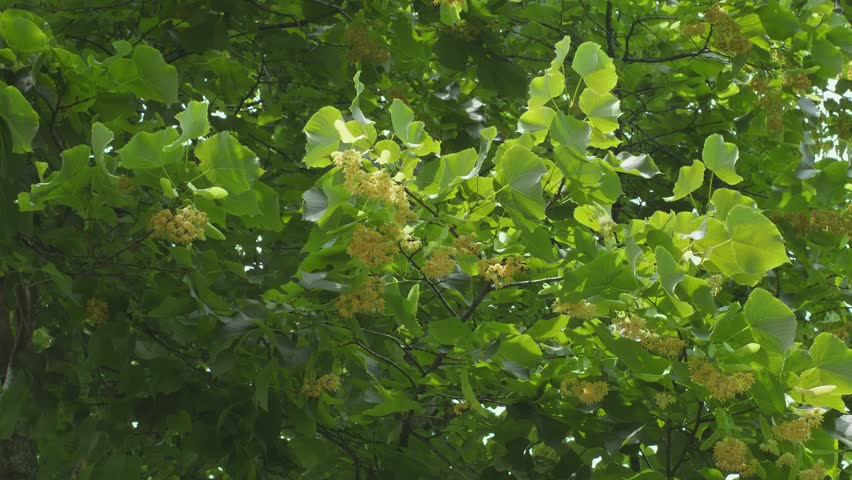 Blooming linden trees on a June sunny day, linden flowers - close up shot. Royalty-Free Stock Footage #1105766659