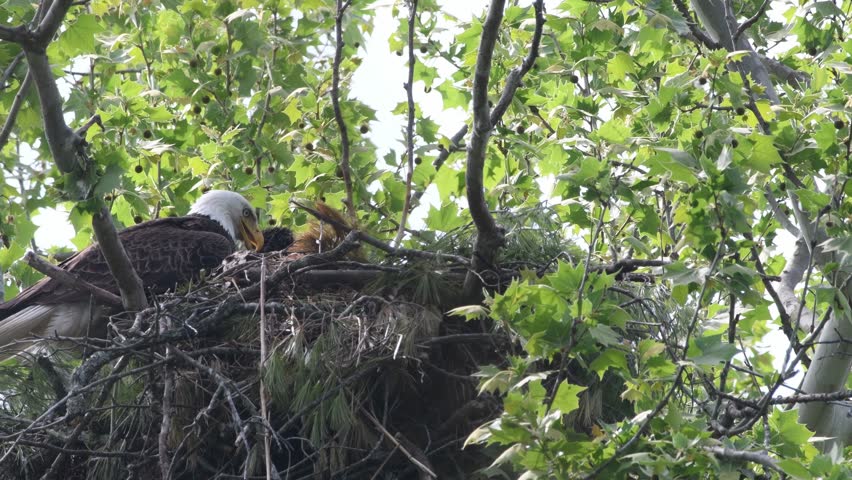 Adult male bald eagle and young eaglet move around in the nest on a hot day.