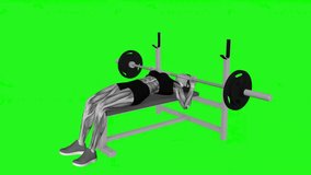 Barbell Bench Press fitness exercise workout animation male muscle highlight demonstration at 4K resolution 60 fps crisp quality for websites, apps, blogs, social media etc.