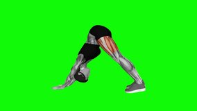 Alternating Leg Downward Dog fitness exercise workout animation male muscle highlight demonstration at 4K resolution 60 fps crisp quality for websites, apps, blogs, social media etc.