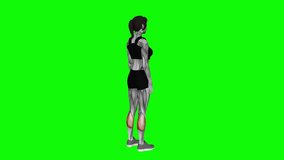 Ankle - Plantar Flexion fitness exercise workout animation male muscle highlight demonstration at 4K resolution 60 fps crisp quality for websites, apps, blogs, social media etc.