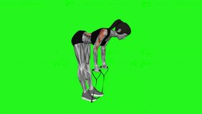 Band bent-over row fitness exercise workout animation male muscle highlight demonstration at 4K resolution 60 fps crisp quality for websites, apps, blogs, social media etc.