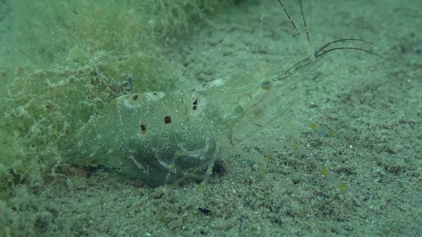 Reproduction Baltic prawn (Palaemon adspersus): female with eggs on the abdomen on the sandy bottom, close-up.