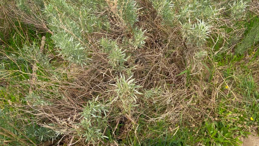 Panning up on the badlands hills and mountains in the Cannonballs area in the North Unit in  Theodore Roosevelt National Park in North Dakota.