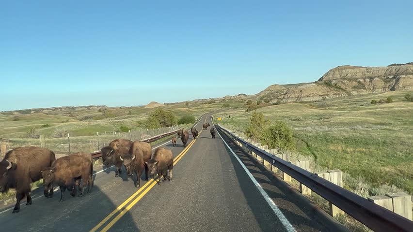 Driving through the badlands hills and mountains with Wild Bison in the road in Theodore Roosevelt National Park in North Dakota.